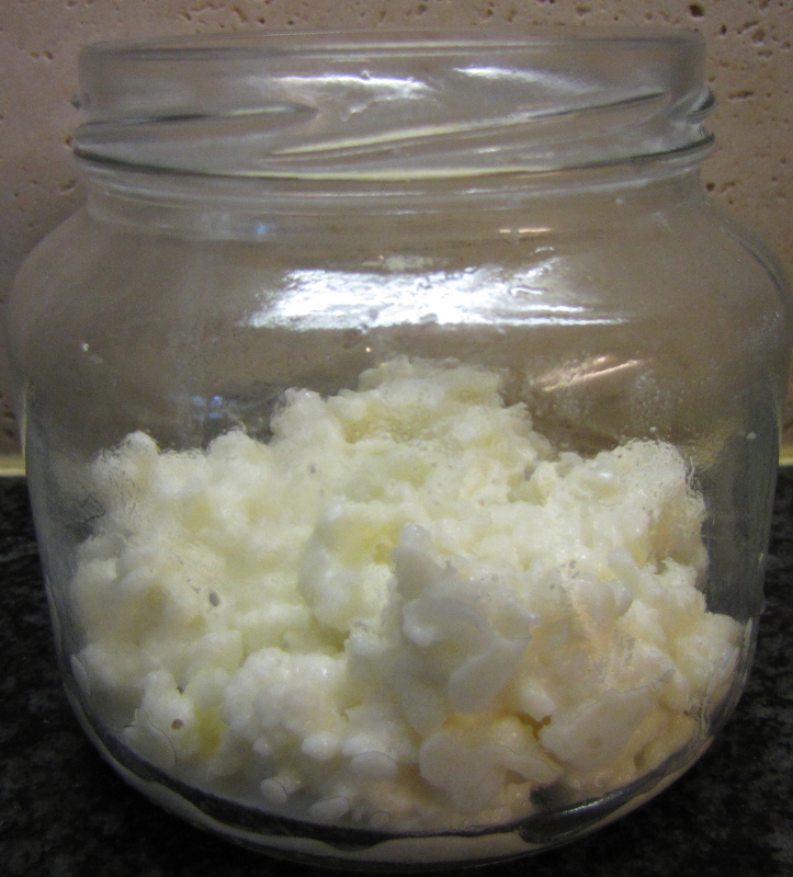 Kefir grains